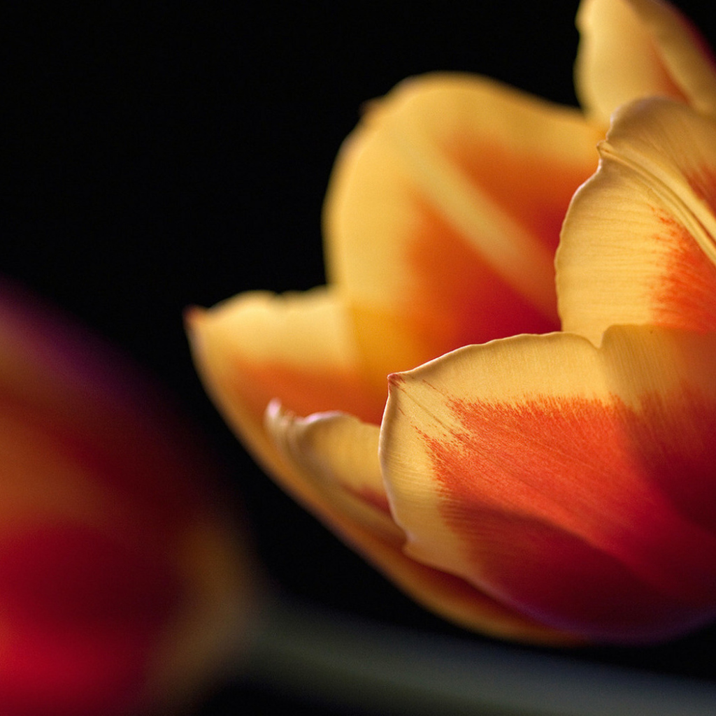 Тюльпан в ночи