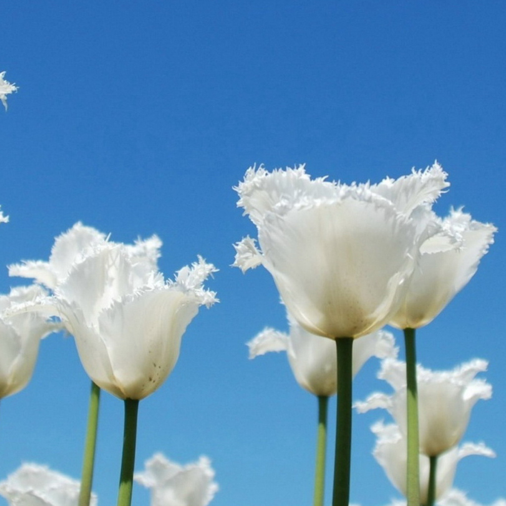 Тюльпаны-облака