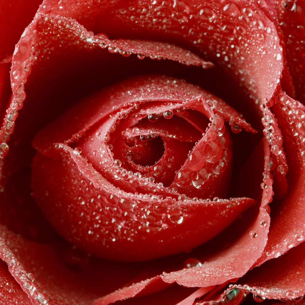 Влажная роза