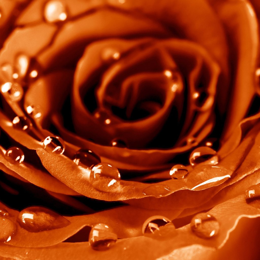 Мокрая роза