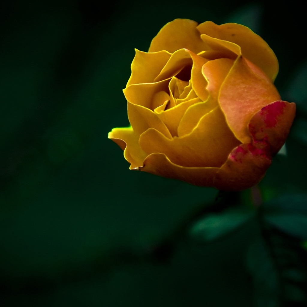 Желтая роза