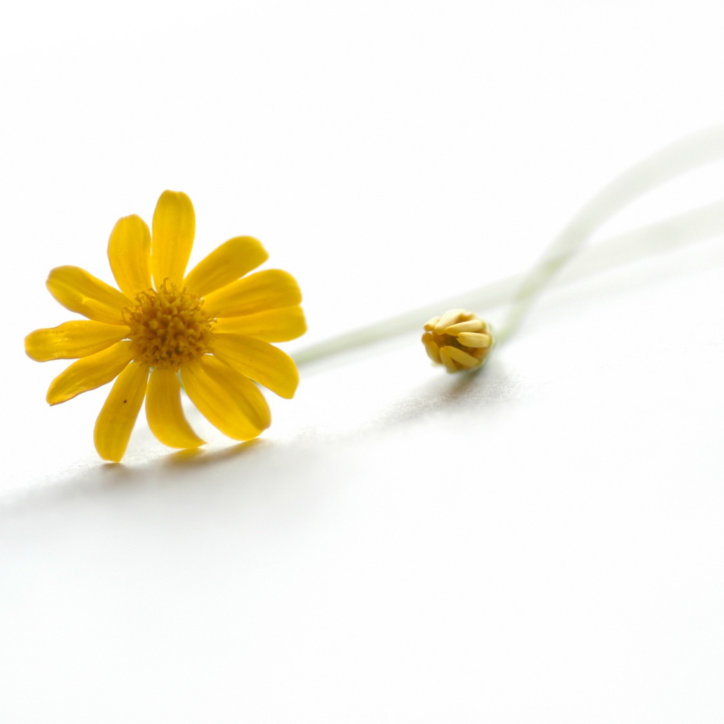 Желтый цветок