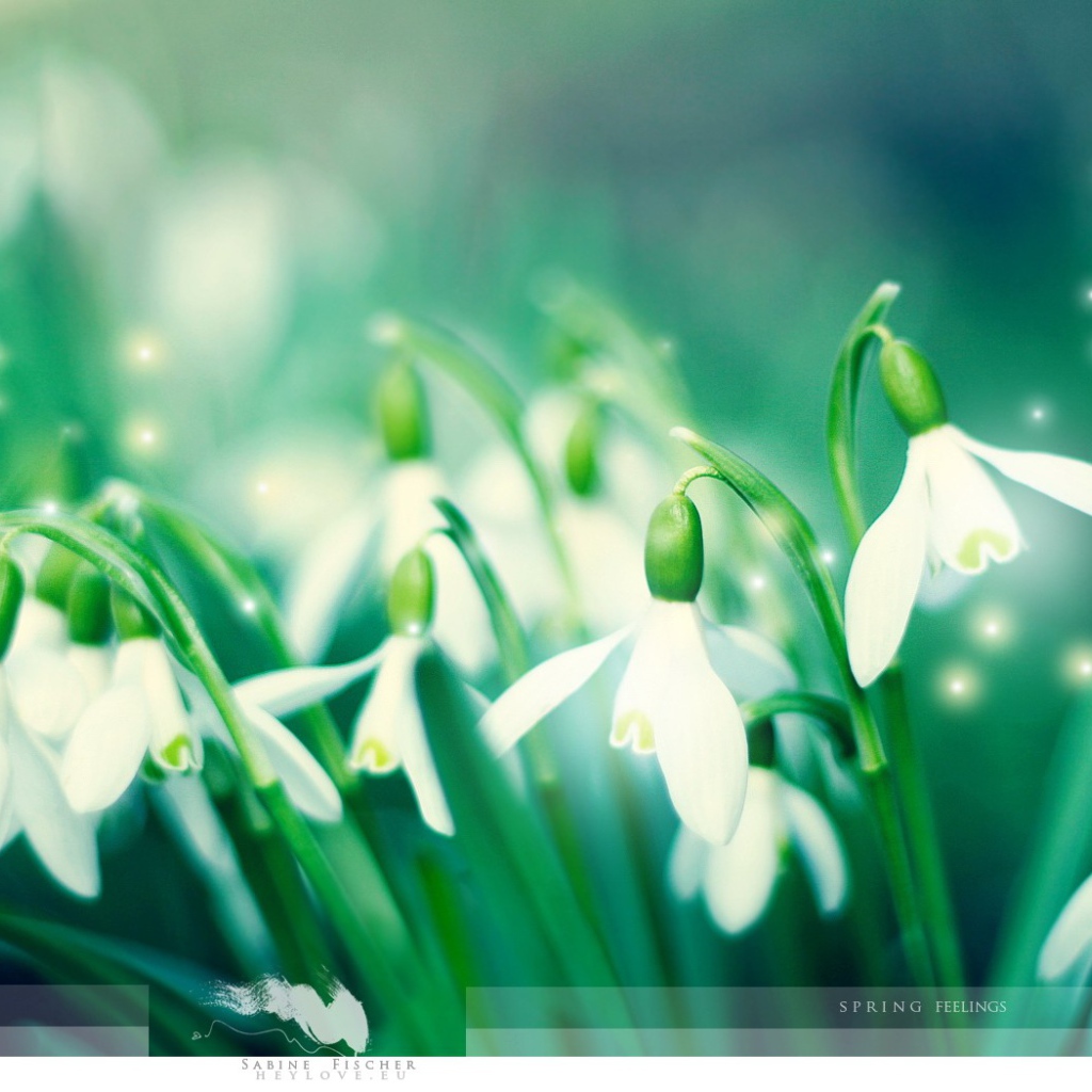 Первые подснежники Весенние цветы