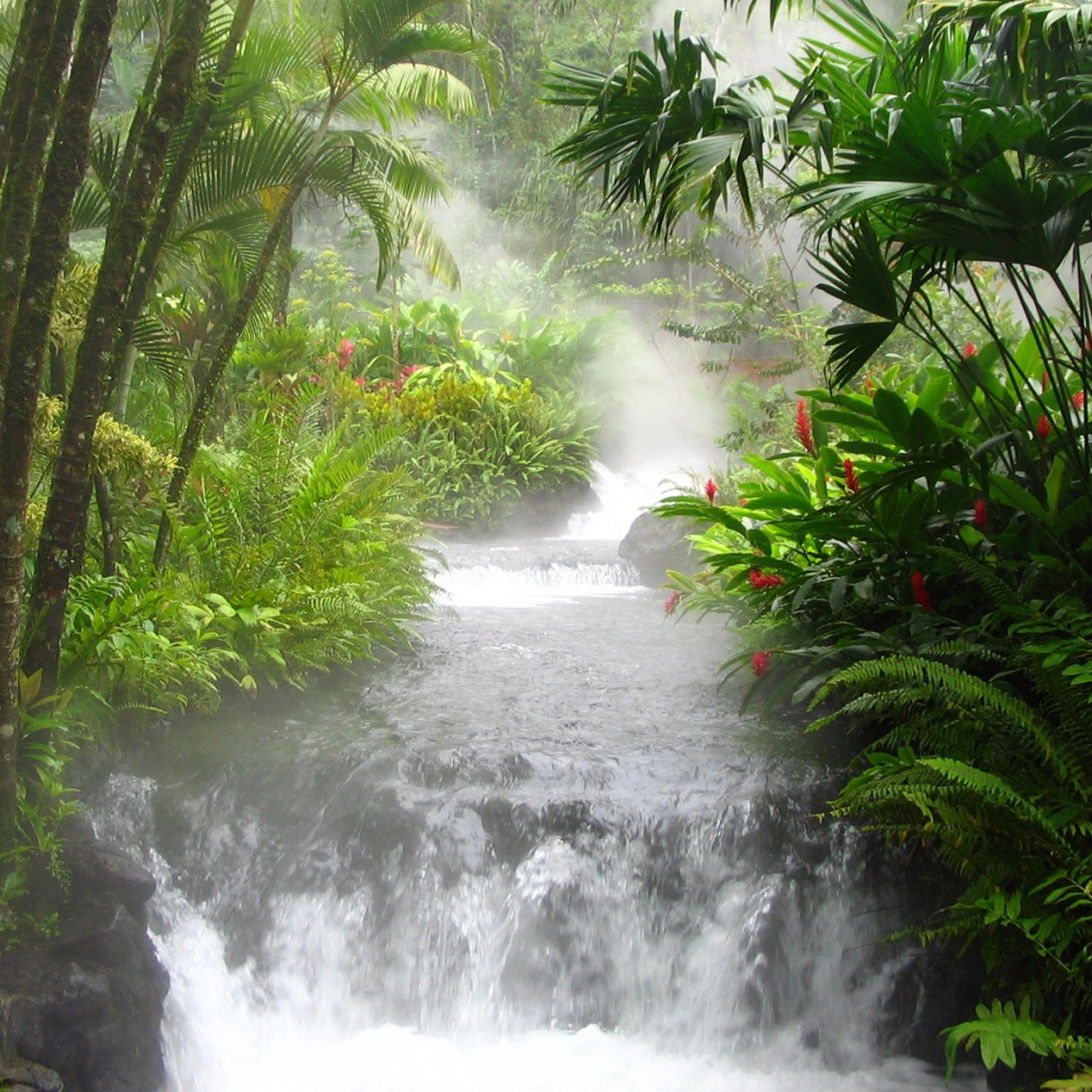 Азиатские джунгли