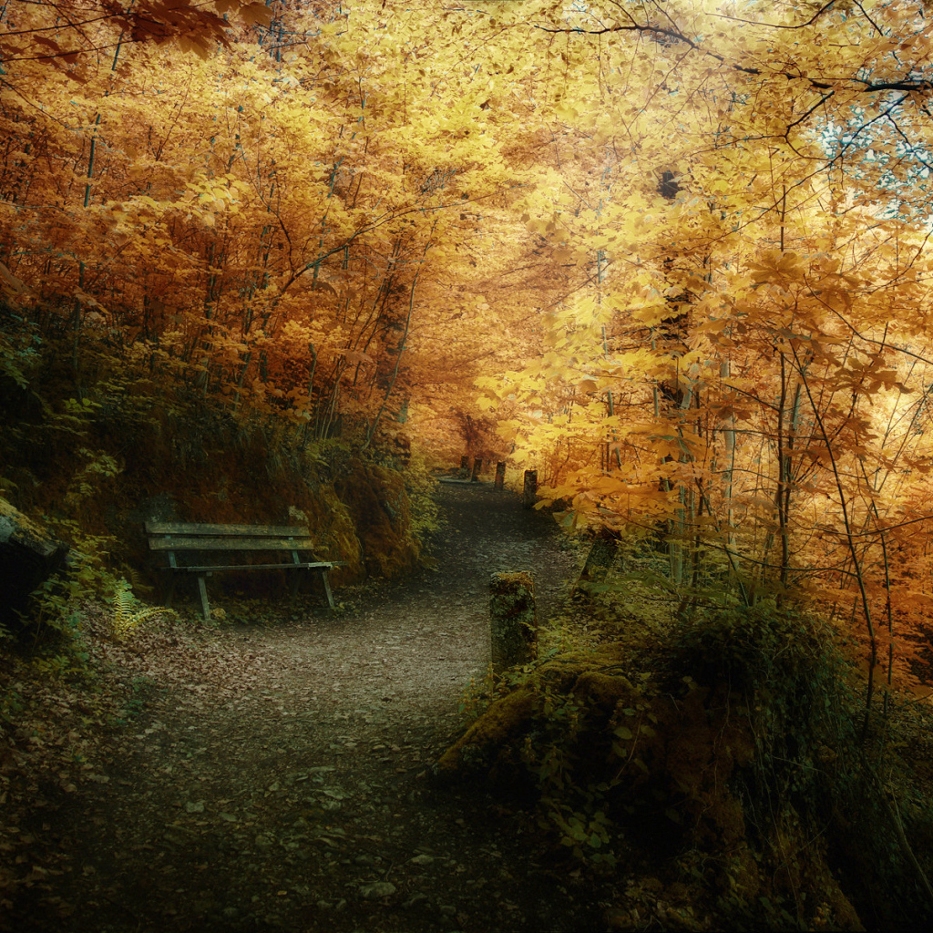 Осенний лес