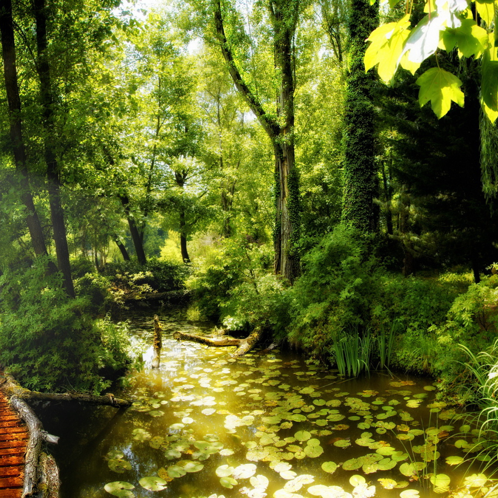 Красота леса