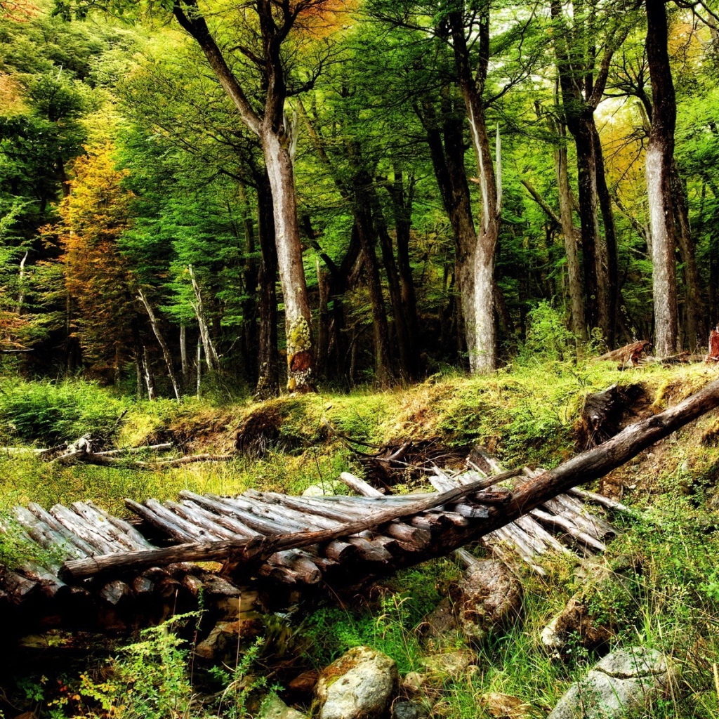 Мостик в лесу