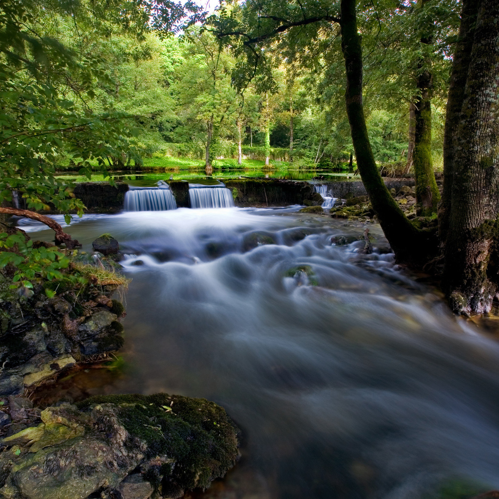 Ручей в лесной чаще
