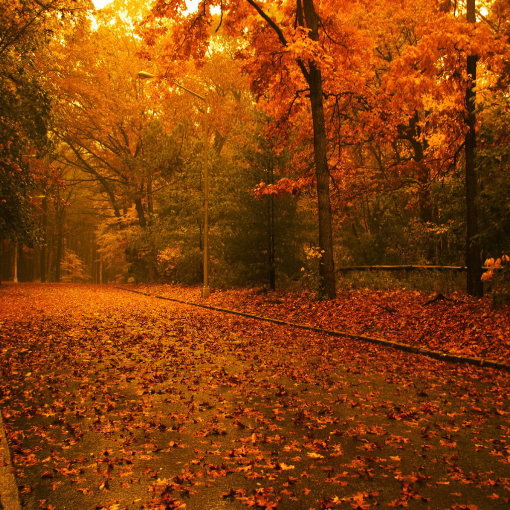 Вечер в осеннем лесу
