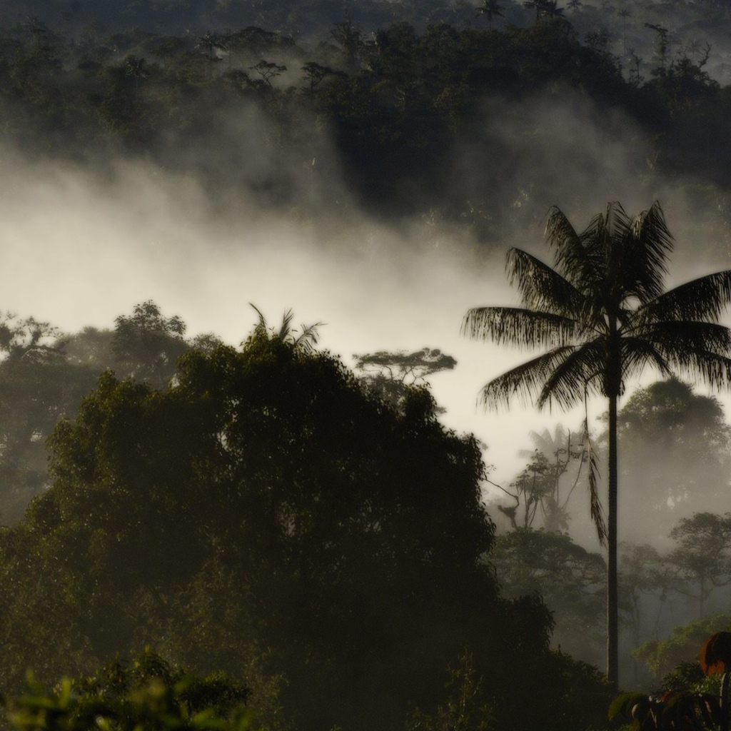 Туман в тропическом лесу