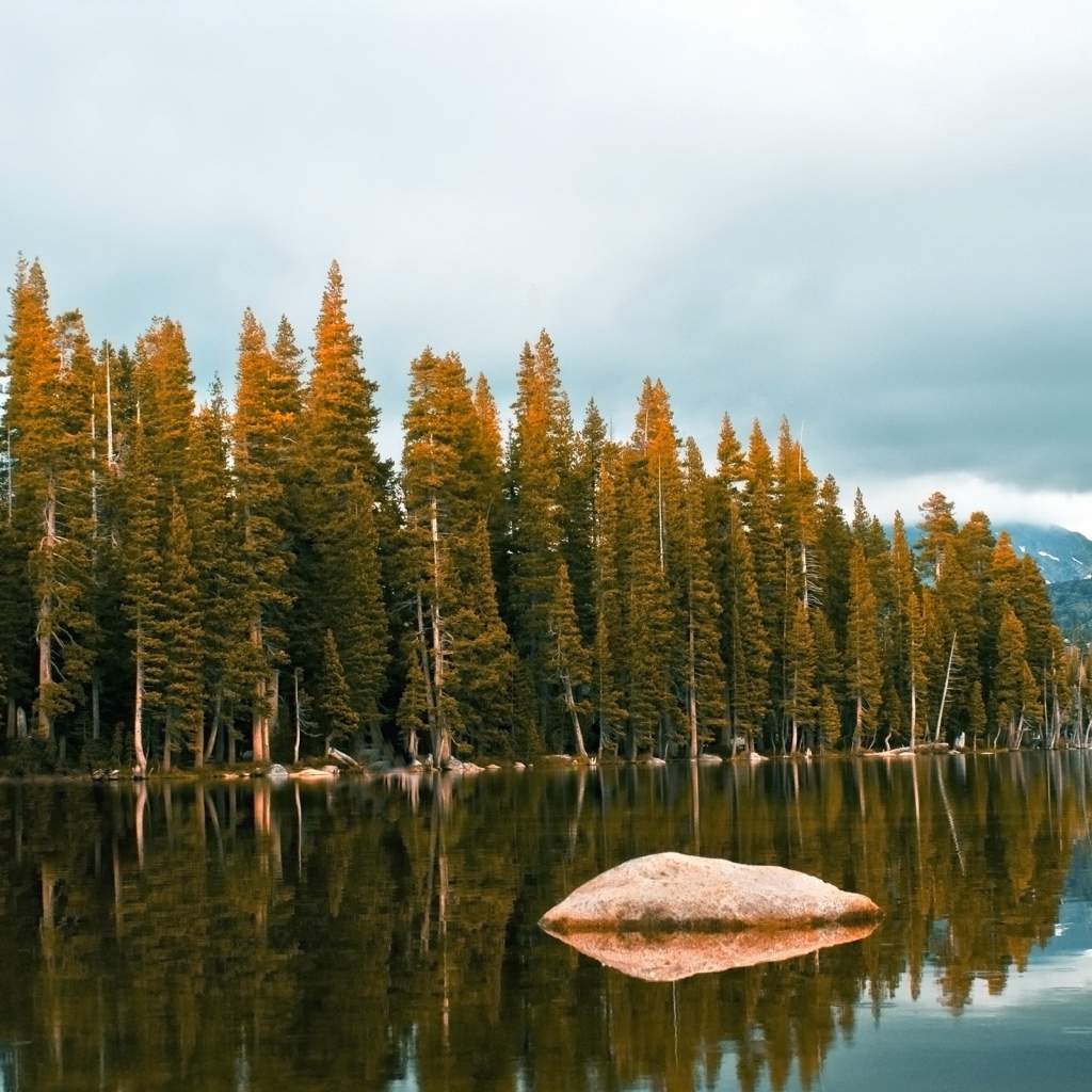 Лес около озеро