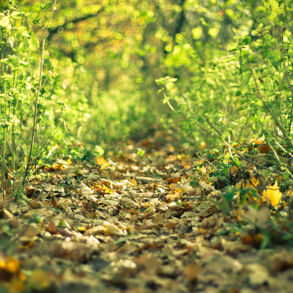 Лесная тропинка