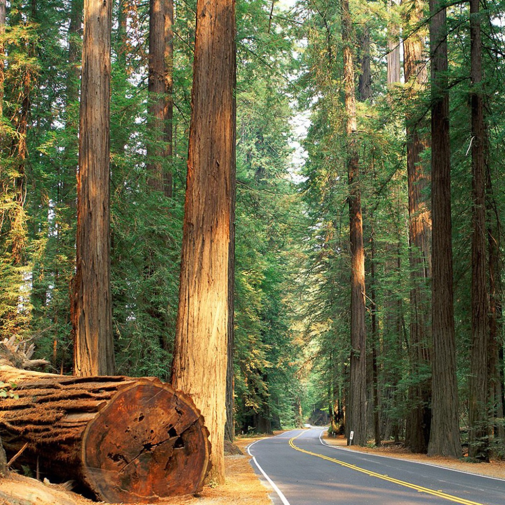 Роща гигантских деревьев