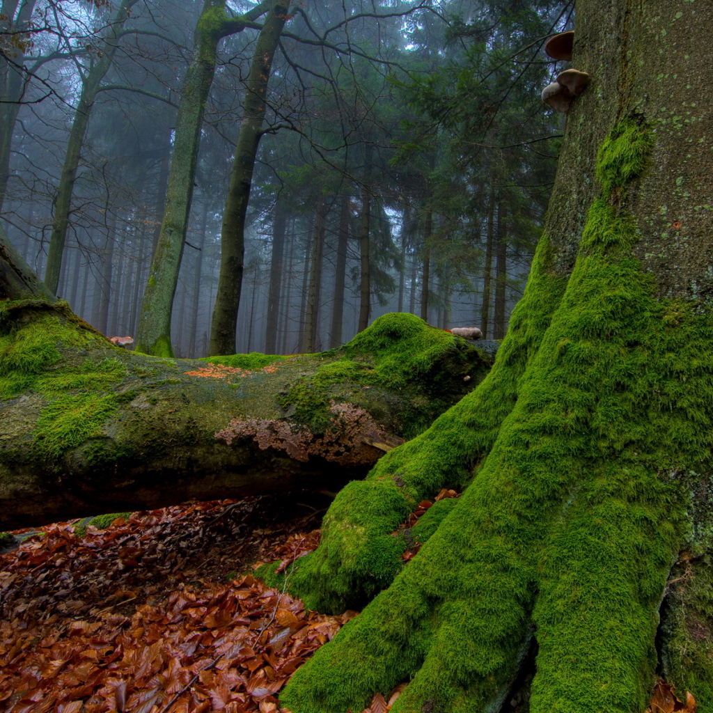 Мох на стволе