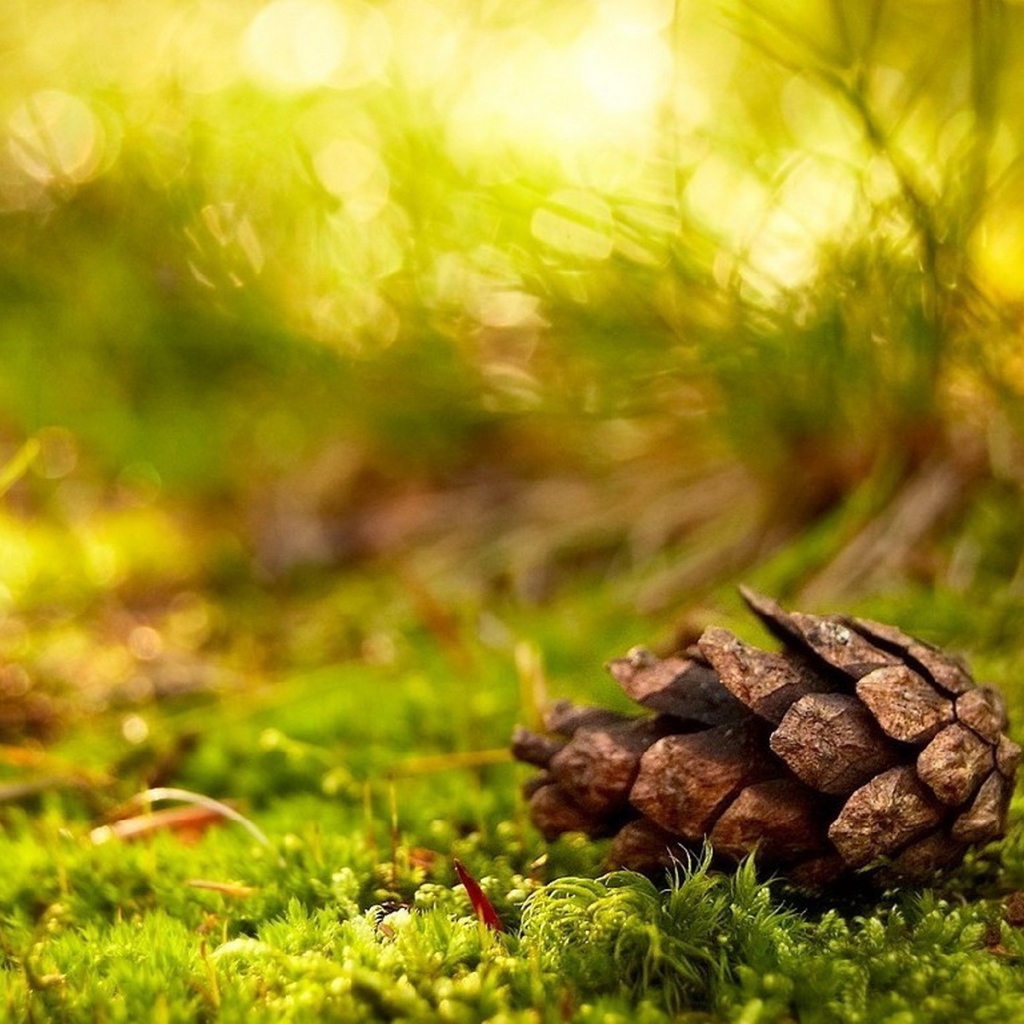 Сосновая шишка в лесу