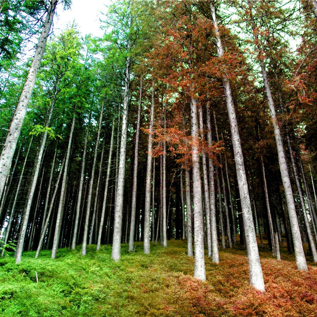 Рыжий лес