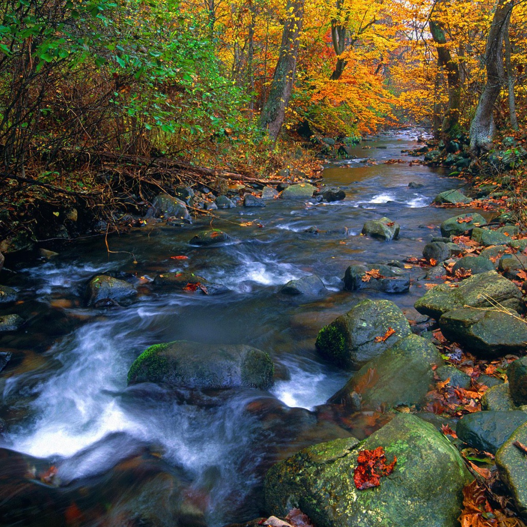 Река в лесу