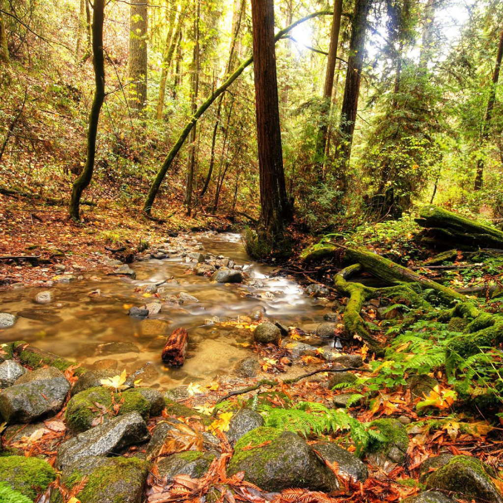 Ручей в лесной чаще