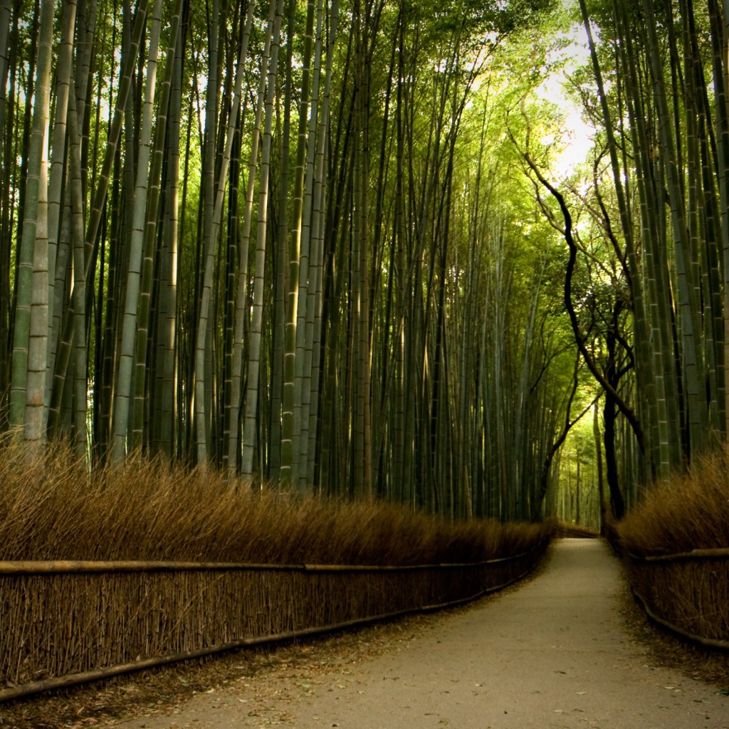 Дорожка через бамбуковый лес