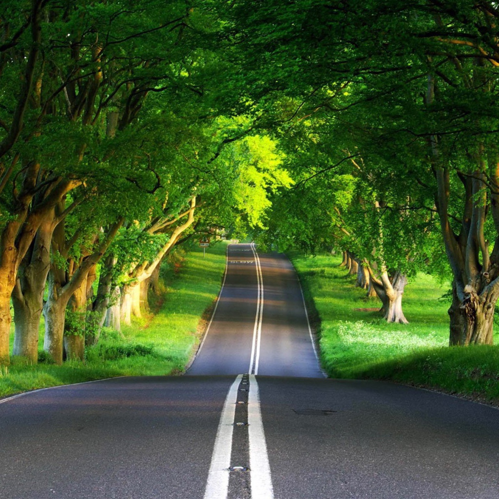 Дорога через лес