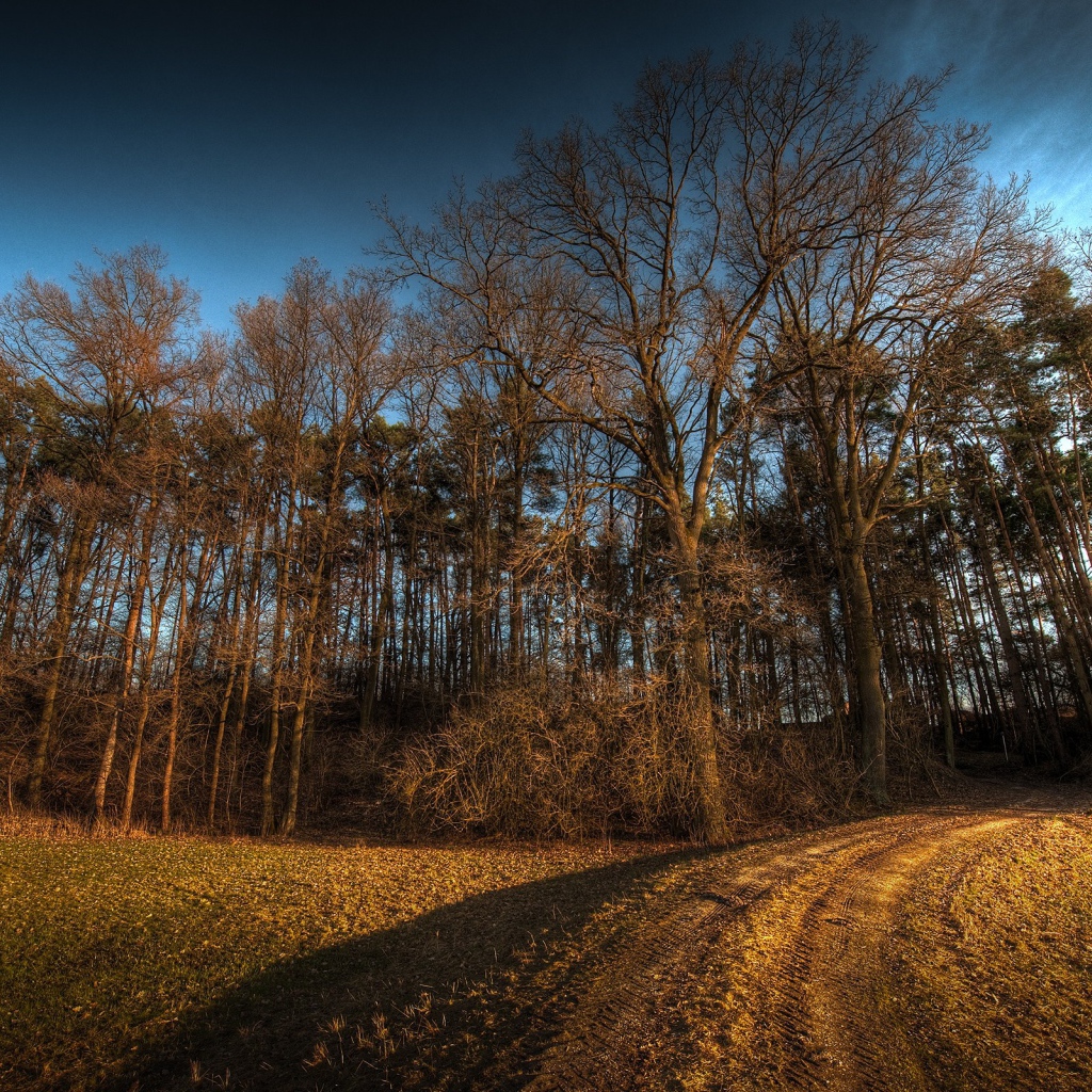 Дорога в лес