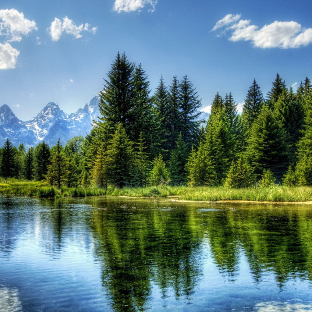 Ели на фоне гор