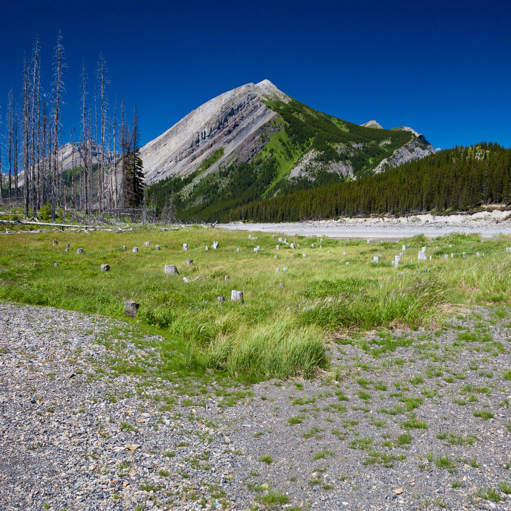 Сухостой у подножия