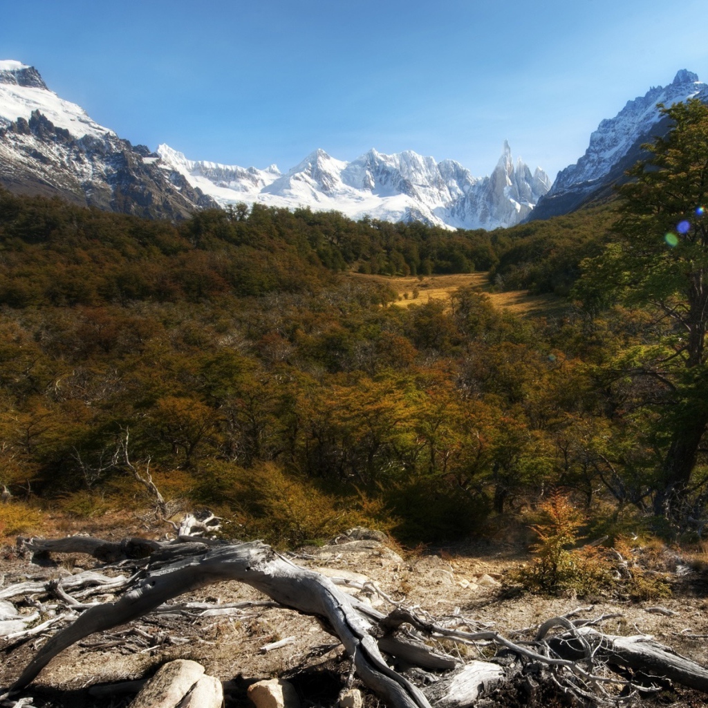 Лес и снежные вершины