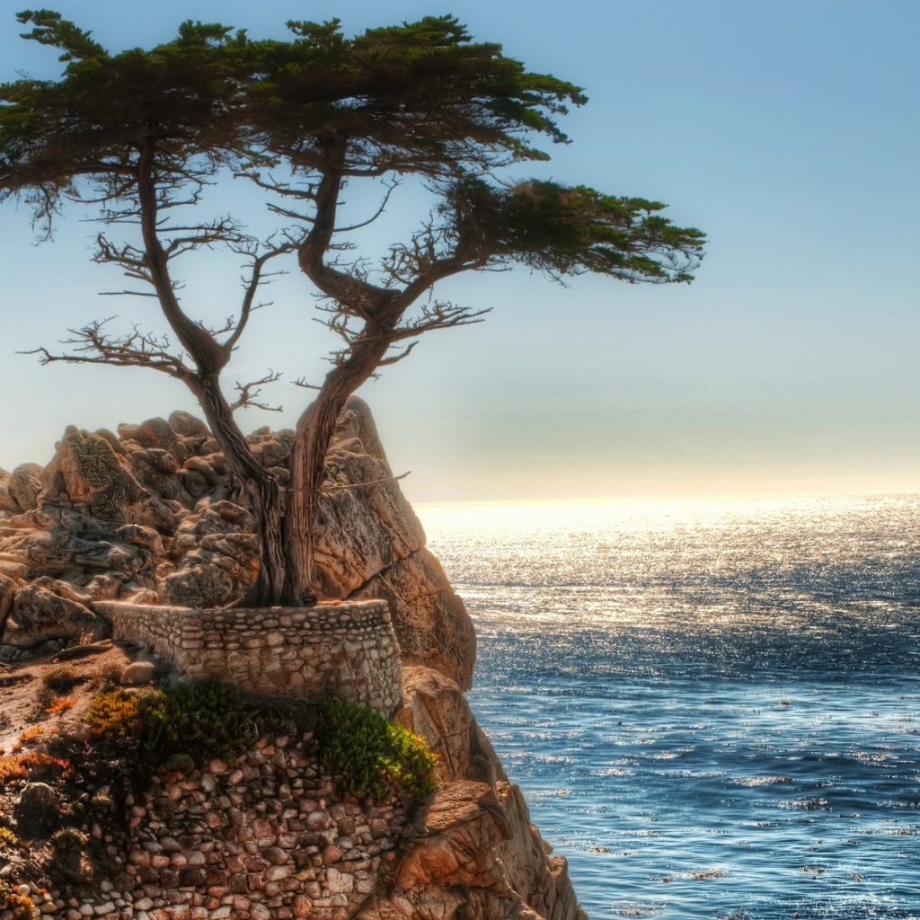 Дерево на краю скалы