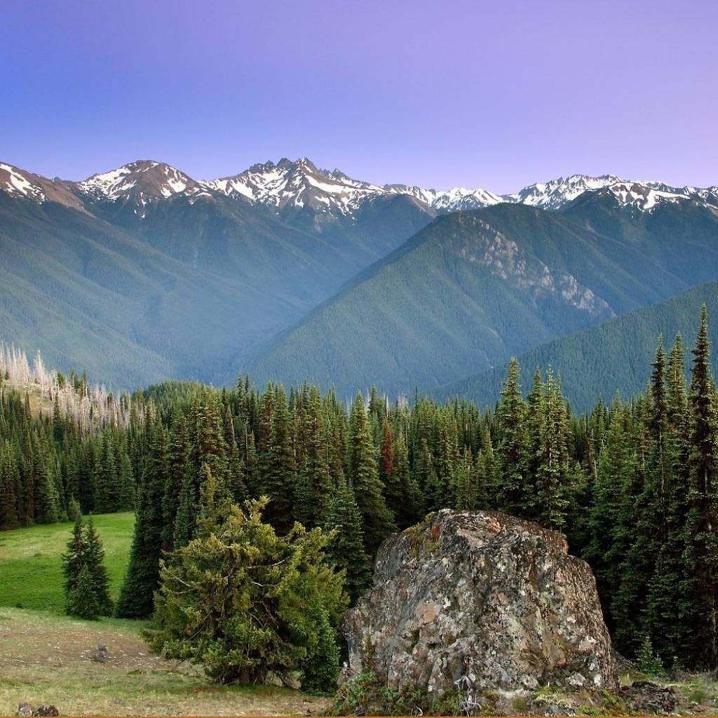 Лес на горных вершинах