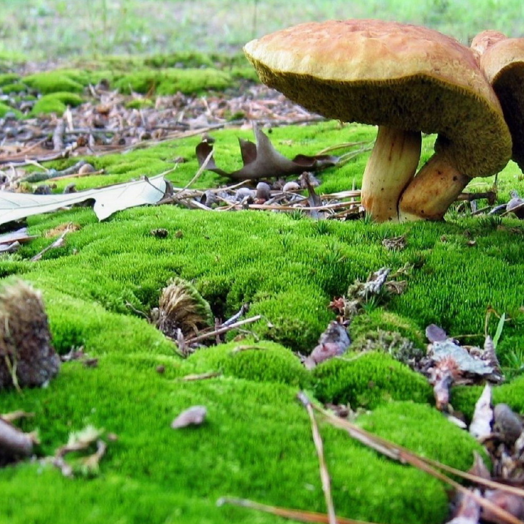 Грибы среди мха