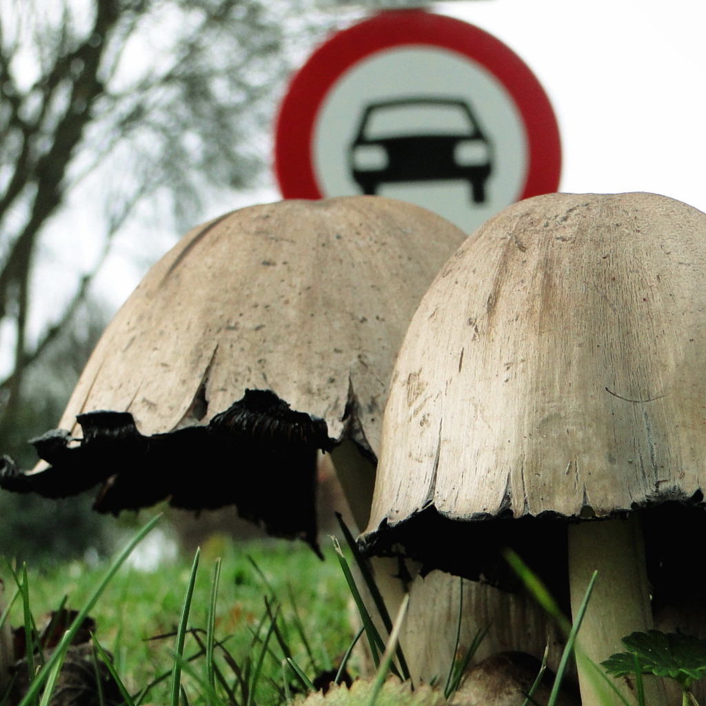 Придорожные поганки