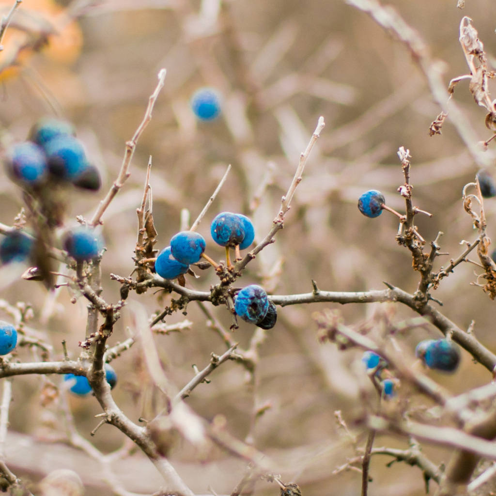 Кусты черники