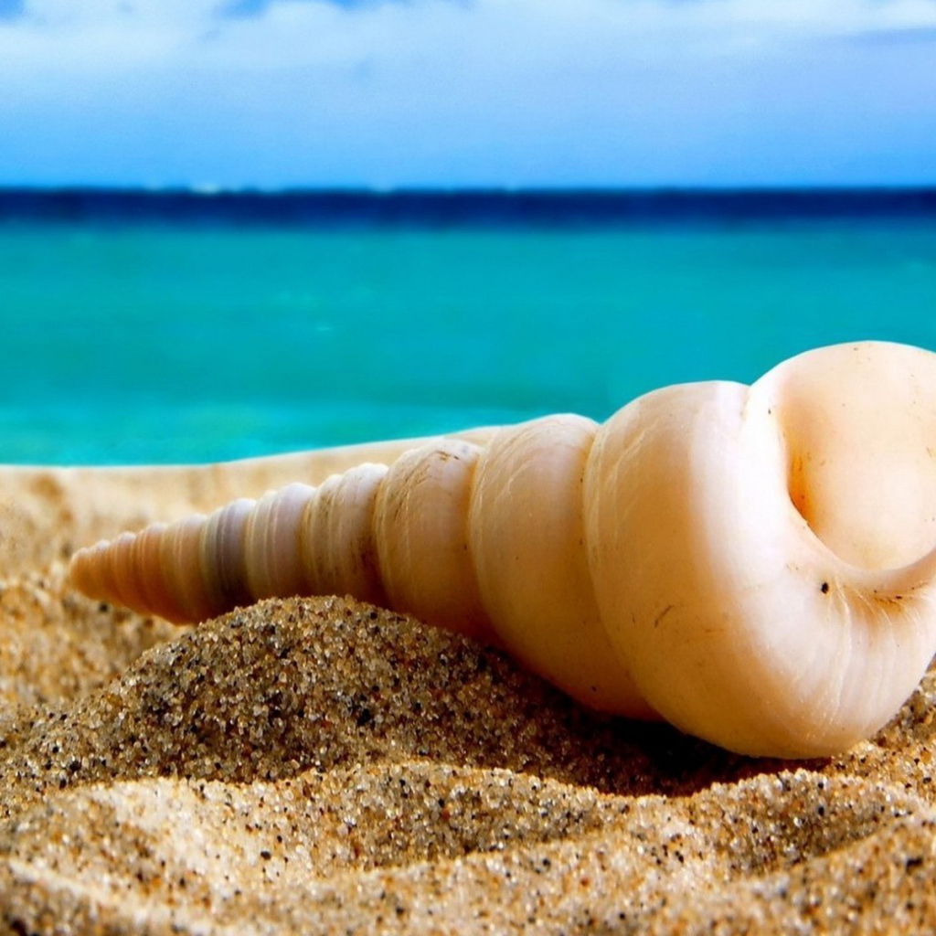 Ракушка на песке