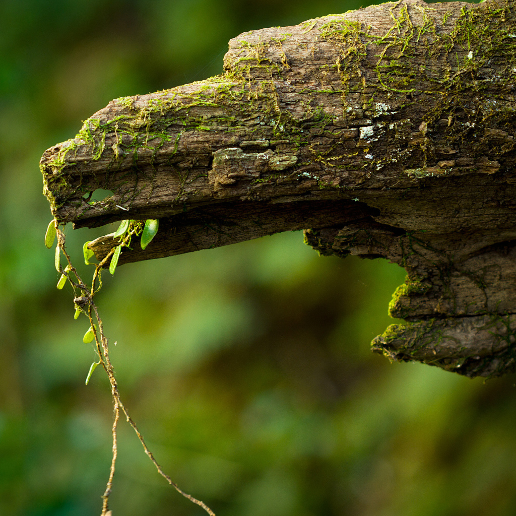 Дряблое бревно