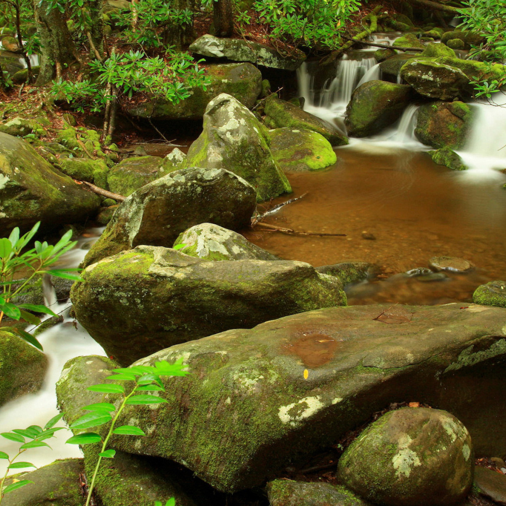 Ручей в лесу