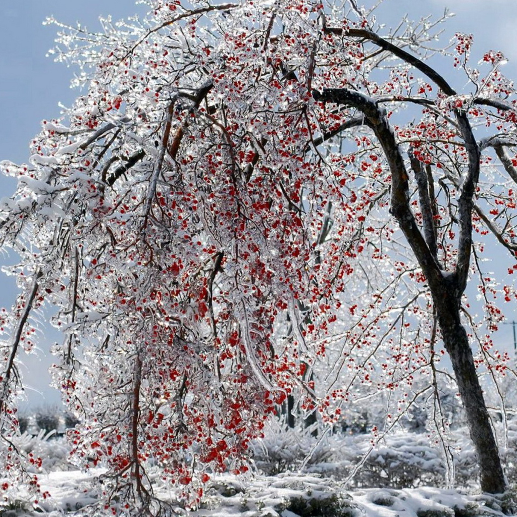 Калина красная