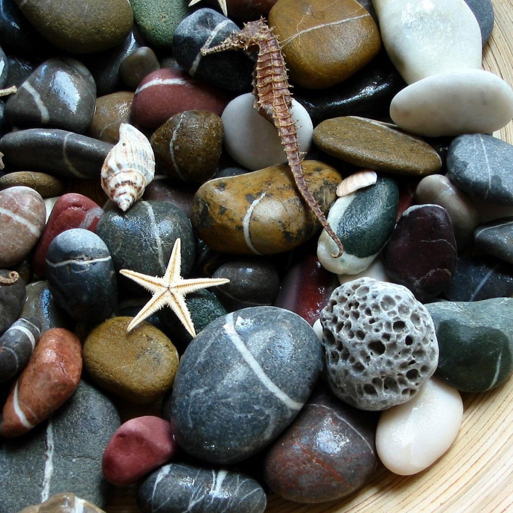 Морские камни. ракушки. звезды