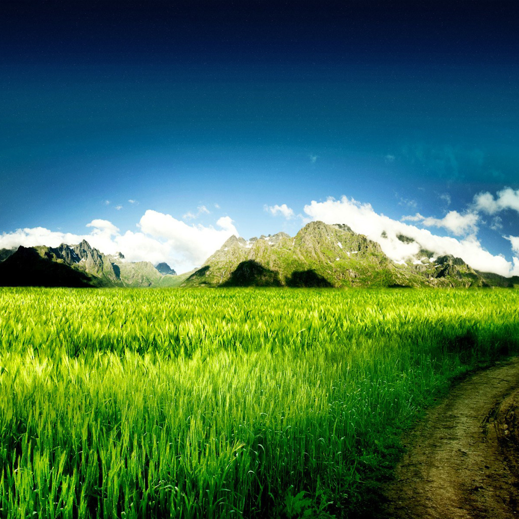 Дорога через поле