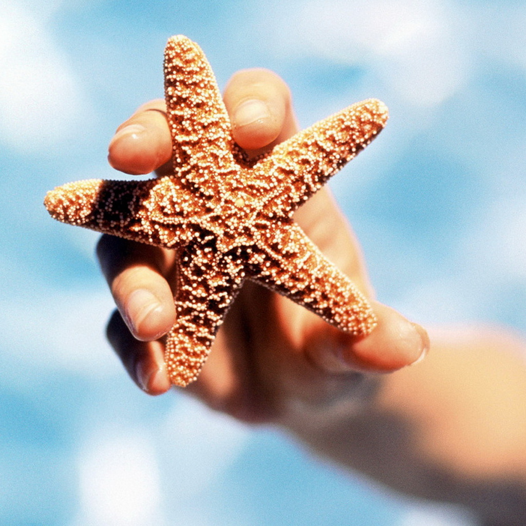 Морская звезда