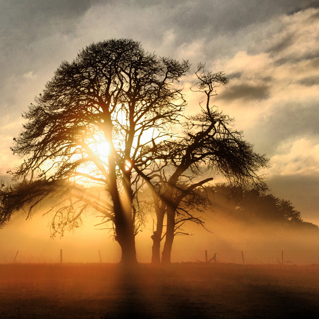 Сквозь ветви дерева