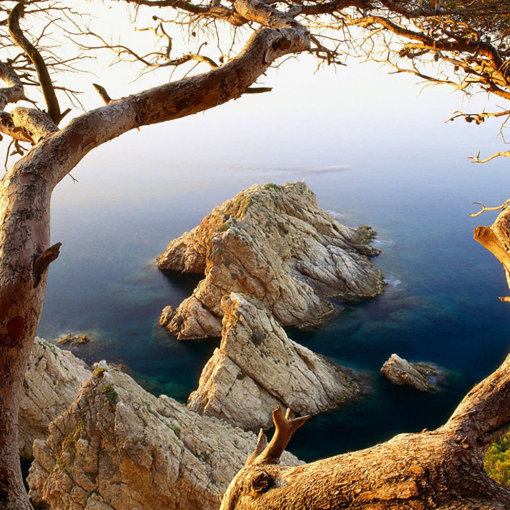 Дерево на обрыве