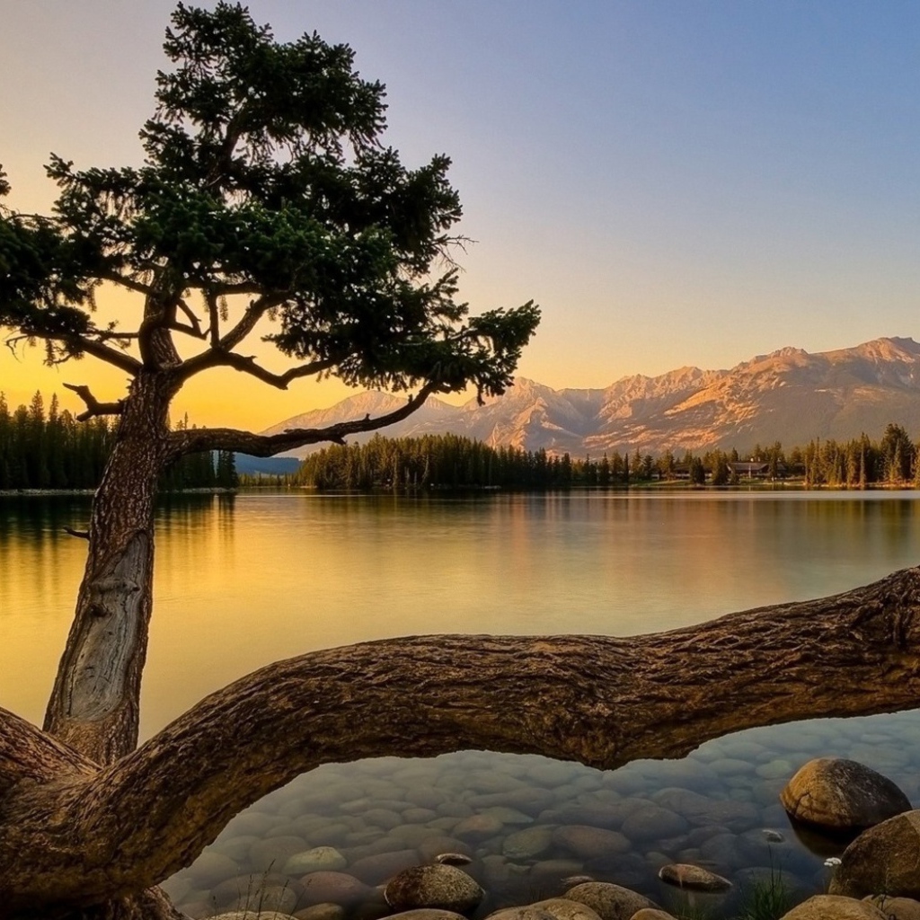 Дерево на берегу