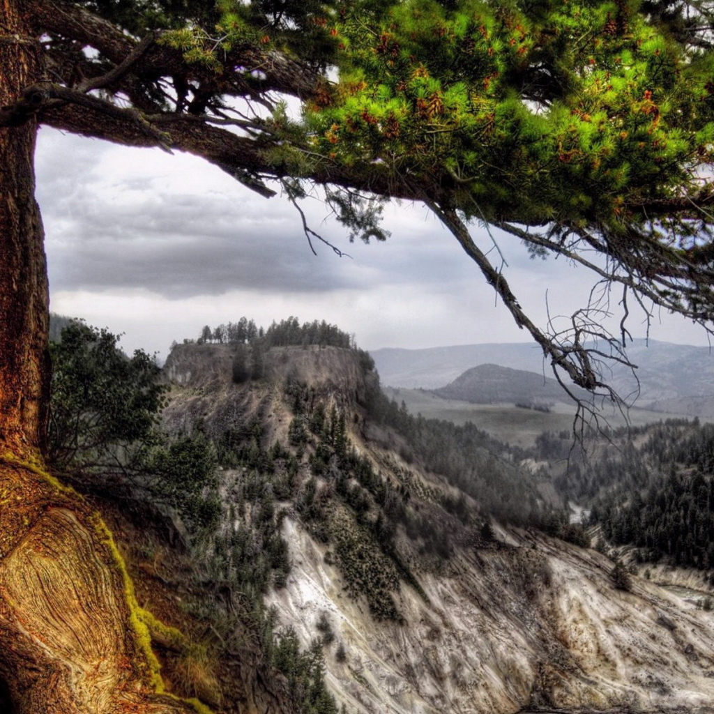 Деревья на склоне