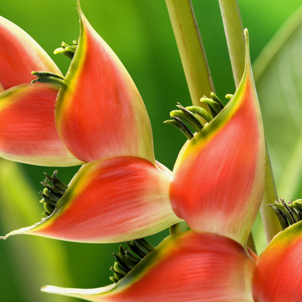 Красивое растение