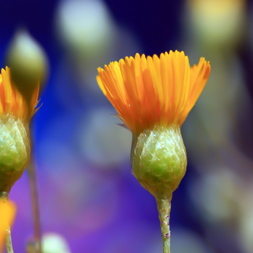 Распускаясь