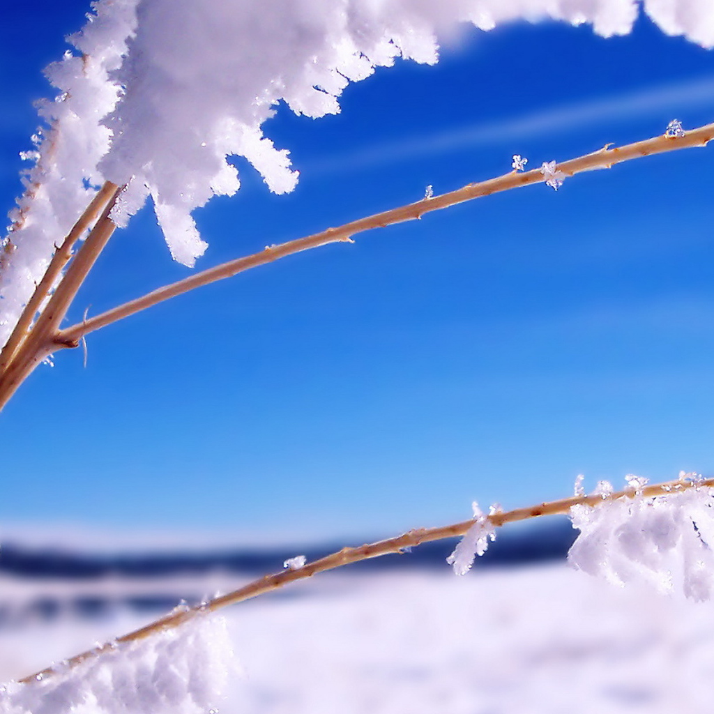 Ветка в инее