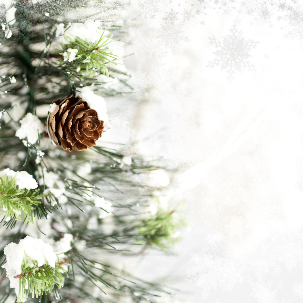 Ветка с шишкой