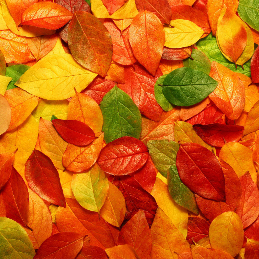 Разноцветные листья