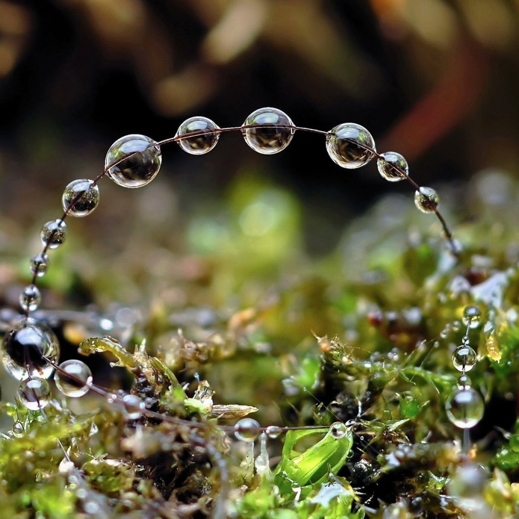 Роса на травинках